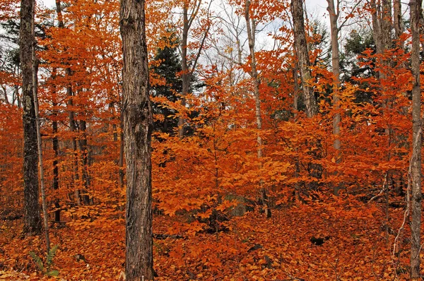 Immagine della foresta in autunno . — Foto Stock