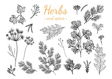 taze ot ve baharat beyaz zemin üzerine izole.