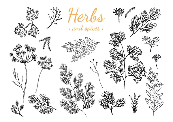 Fresh herbs and spices isolated on white background. — Stock Vector