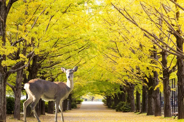 Ginkgo ağacı ile güzel sarı renk ve yere bırakın — Stok fotoğraf