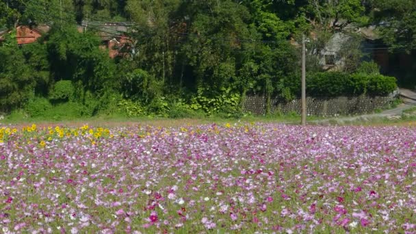 Jardín de flores con un clima muy agradable — Vídeos de Stock