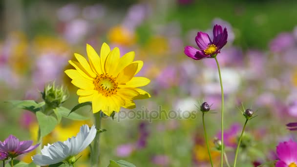 Flower garden with very nice weather for background — Stock Video