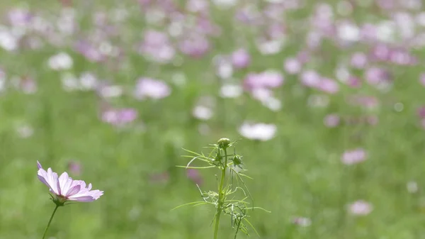 Virágos kert, nagyon szép időben a háttérben — Stock Fotó