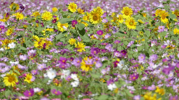 Çiçek Bahçesi çok güzel hava için arka plan ile — Stok fotoğraf