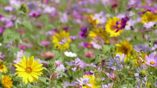 배경에 대 한 아주 좋은 날씨와 꽃 정원 — 스톡 사진