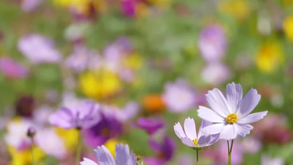 Bloementuin met heel mooi weer voor achtergrond — Stockfoto