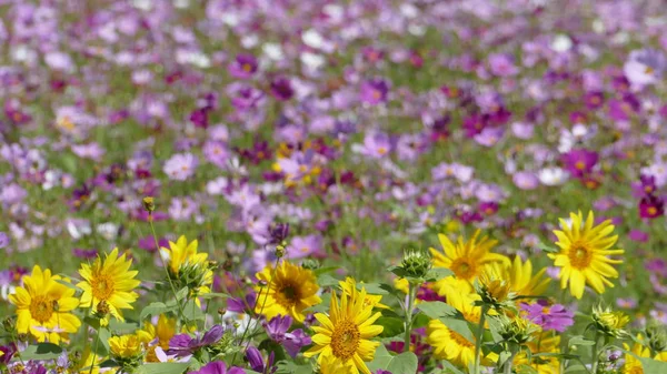 배경에 대 한 아주 좋은 날씨와 꽃 정원 — 스톡 사진