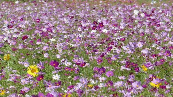 Giardino dei fiori con bel tempo per lo sfondo — Foto Stock