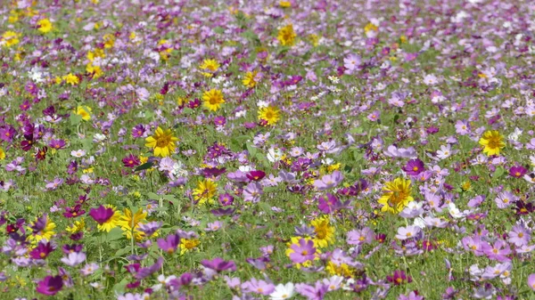 Blomma trädgård med mycket fint väder för bakgrund — Stockfoto