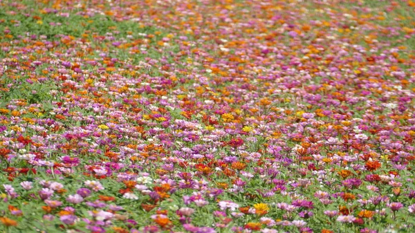 flower garden with very nice weather for background