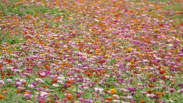 Jardin de fleurs avec un temps très agréable pour le fond — Photo