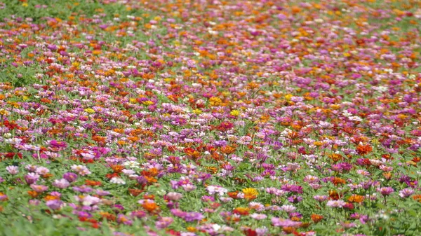 Květinová zahrada s velmi pěkné počasí v pozadí — Stock fotografie