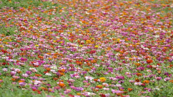 Jardim de flores com clima muito bom para o fundo — Fotografia de Stock