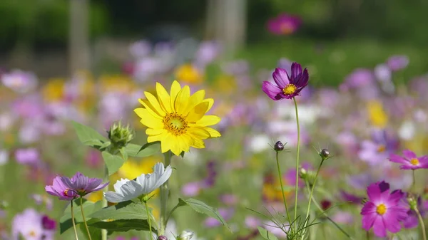 Цветочный сад с очень хорошей погодой для фона — стоковое фото