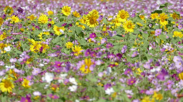 Kwiat ogród przy bardzo ładnej pogodzie na tle — Zdjęcie stockowe