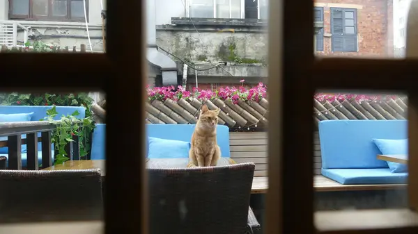 Chat debout là-bas avec une belle couleur de fleur de fond — Photo