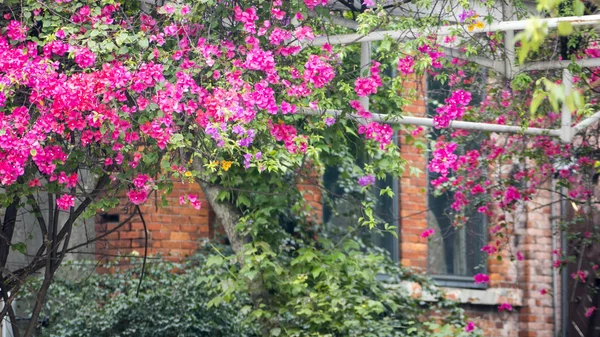 モンガに散る、この名前万華、台北市、古風の発祥の地 — ストック写真