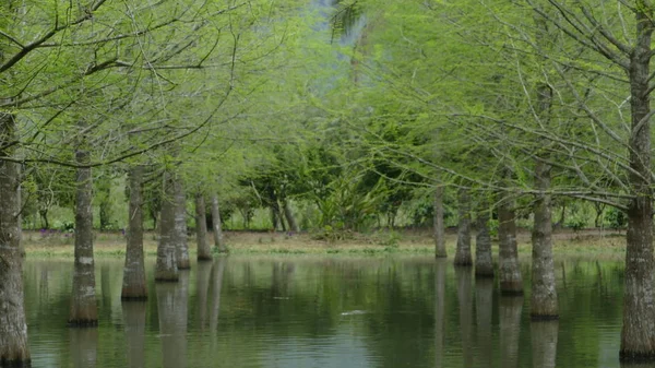 På Taiwan linje 9 Hualien County Feiyu Pine Park — Stockfoto