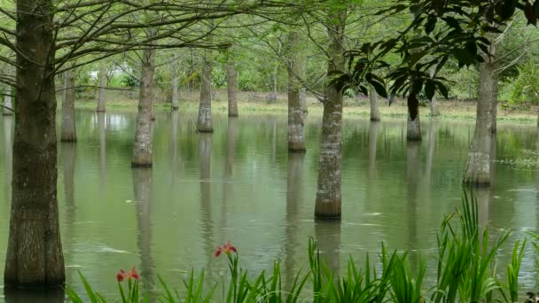 On the Taiwan Line 9 Hualien County Feiyu Pine Park — Stock Video