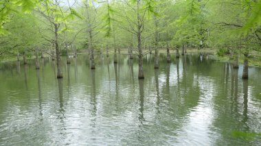Tayvan Line 9 Hualien ilçe Feiyu çam Parkı üzerinde