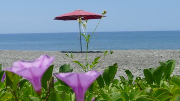 화창한 여름에 자연 햇빛 아래 정원에서 다채로운 꽃의 놀라운 보기 — 비디오