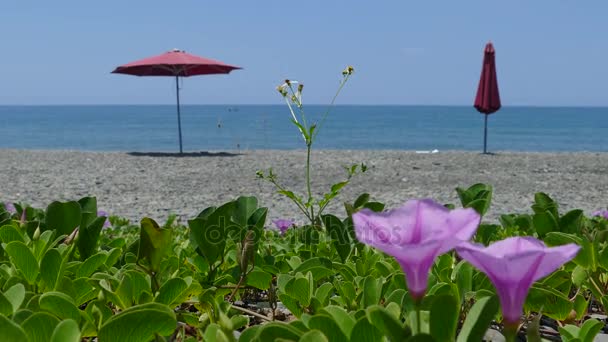 自然な日光の下で庭の日当たりの良い夏にカラフルな花の絶景 — ストック動画