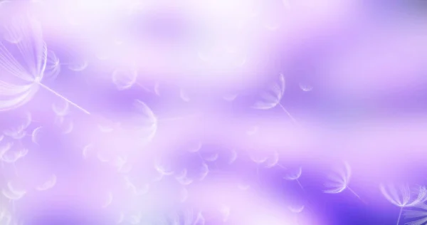 3d rendering of dandelion blowing silhouette. Flying blow dandel — Stock Photo, Image