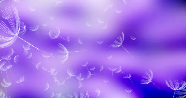 3d rendering of dandelion blowing silhouette. Flying blow dandel — Stock Photo, Image