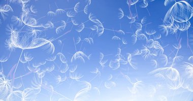 3D render karahindiba üfleme silueti. Uçan darbe dandel