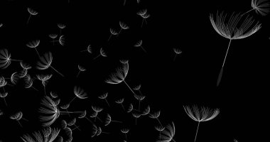 3D render karahindiba üfleme silueti. Uçan darbe dandel