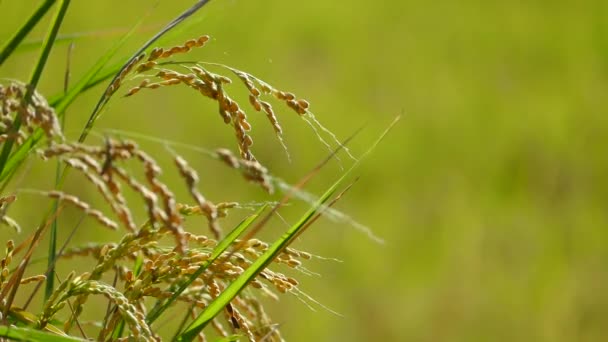 Rice in the farming with nice background color — Stock Video