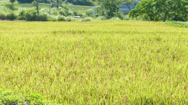 Arroz na agricultura com cor de fundo agradável — Vídeo de Stock