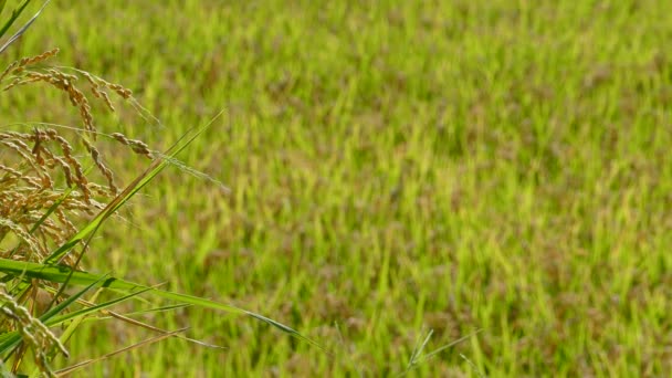 Arroz en la agricultura con buen color de fondo — Vídeos de Stock