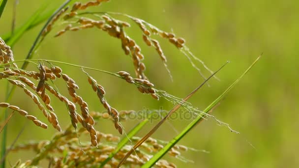 Rijst in de landbouw met mooie achtergrondkleur — Stockvideo