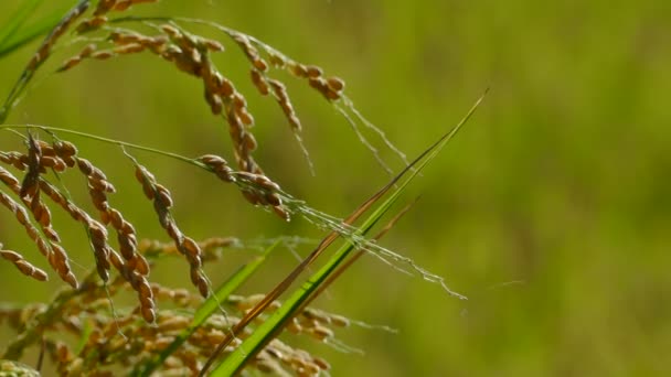 Arroz na agricultura com cor de fundo agradável — Vídeo de Stock