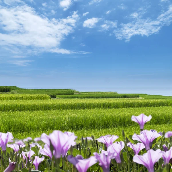 Splendida giornata di sole con mare, fiore di risaia — Foto Stock