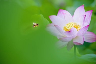 güzel yaz pembe lotus güzel arka plan ile