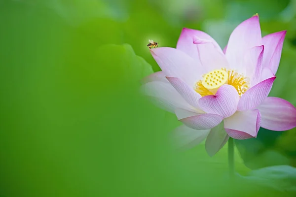 Mooie zomerse roze lotus met mooie achtergrond — Stockfoto