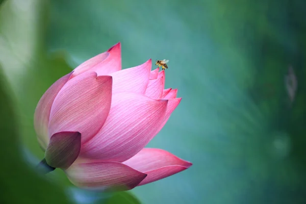 Krásné letní růžové lotus s pěkným pozadím — Stock fotografie