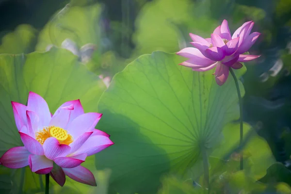 Krásné letní růžové lotus s pěkným pozadím — Stock fotografie