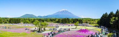 Japonya Shibazakura Festivali Sakura pembe moss alanla