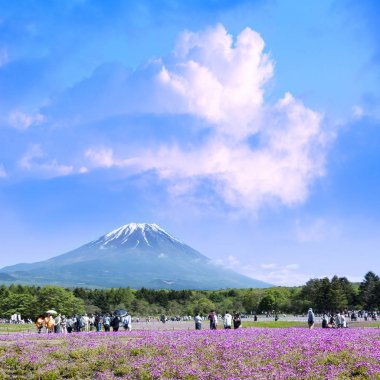 Japonya Shibazakura Festivali Sakura pembe moss alanla