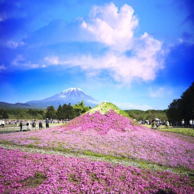 Japonya Shibazakura Festivali Sakura pembe moss alanla