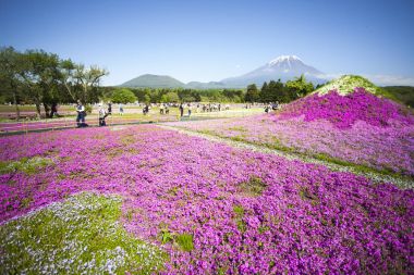 Japonya Shibazakura Festivali Sakura pembe moss alanla