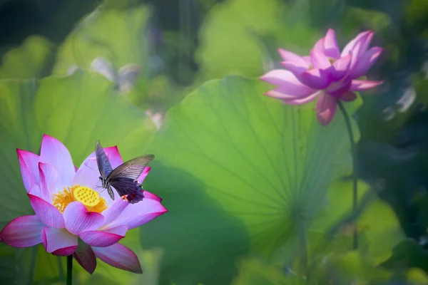 Schöner Sommer rosa Lotus mit schönem Hintergrund — Stockfoto