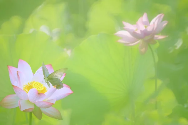Belo verão rosa lótus com fundo agradável — Fotografia de Stock