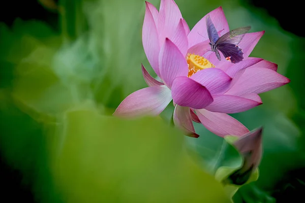 Krásné letní růžové lotus s pěkným pozadím — Stock fotografie