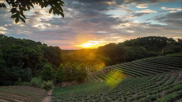 Jardim de chá pôr do sol no horário de verão com bela vista de fundo — Vídeo de Stock