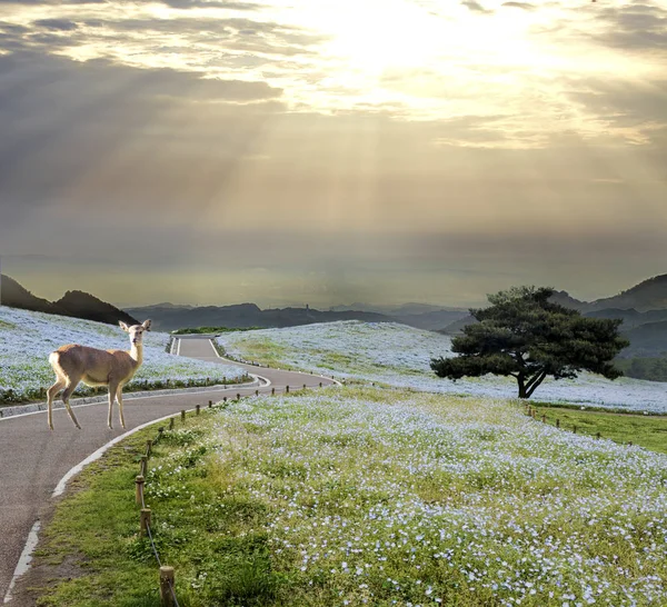 Imageing of beautiful landscape of the sky and the ground view — Stock Photo, Image