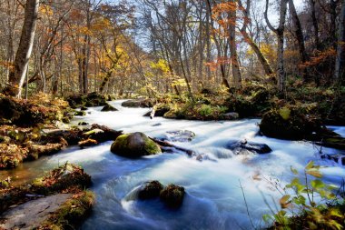 Oirase Gorge güzel nehir druing Sonbahar sezonu, Japonya